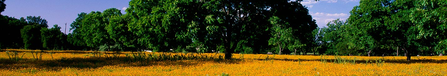 Header Image Title Here